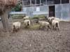 romanov sheep