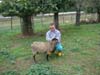 pecore romanov