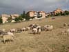pecore romanov