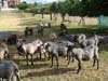 romanov sheep