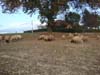 romanov crossbred sheep