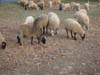 pecore romanov meticce