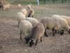 romanov crossbred sheep