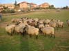 romanov purebred sheep
