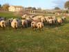 romanov purebred sheep