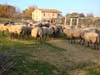 pecore romanov razza pura