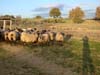 pecore romanov razza pura